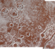 Illustration for article titled NASA’s New Photos Bring Pluto’s Surface Into Sharp Focus